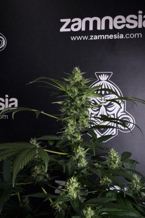 Pheno B Frosted Guava Auto By Zamnesia. Week 8 - Pheno B Frosted Guava Auto