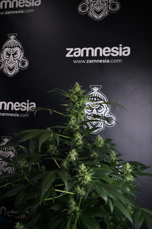 Pheno B Frosted Guava Auto By Zamnesia. Week 8 - Pheno B Frosted Guava Auto