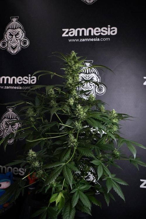 Pheno B Frosted Guava Auto By Zamnesia. Week 8 - Pheno B Frosted Guava Auto