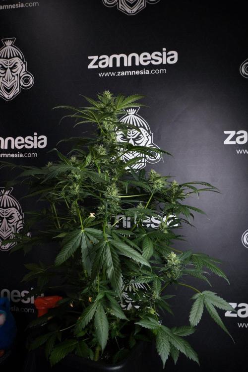 Pheno B Frosted Guava Auto By Zamnesia. Week 8 - Pheno B Frosted Guava Auto