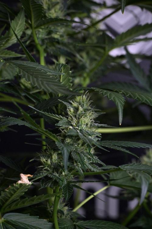Pheno B Frosted Guava Auto By Zamnesia. Week 8 - Pheno B Frosted Guava Auto