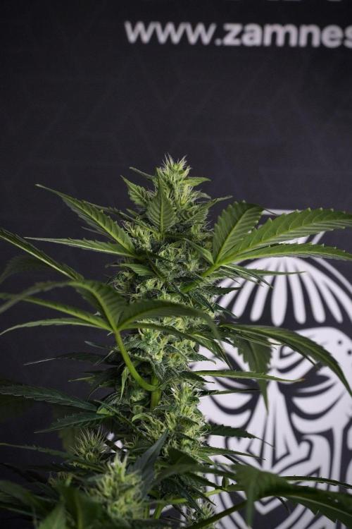 Pheno B Frosted Guava Auto By Zamnesia. Week 8 - Pheno B Frosted Guava Auto