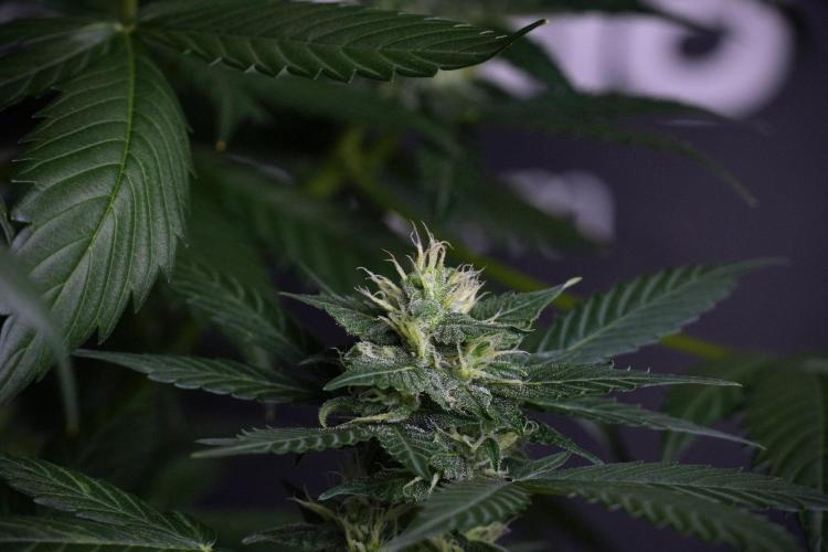 Pheno B Frosted Guava Auto By Zamnesia. Week 8 - Pheno B Frosted Guava Auto