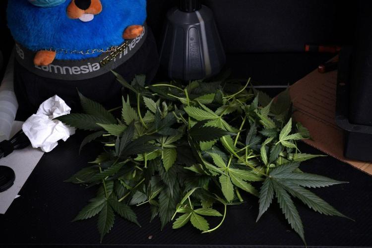 Pheno B Frosted Guava Auto By Zamnesia. Week 8 - Pheno B Frosted Guava Auto