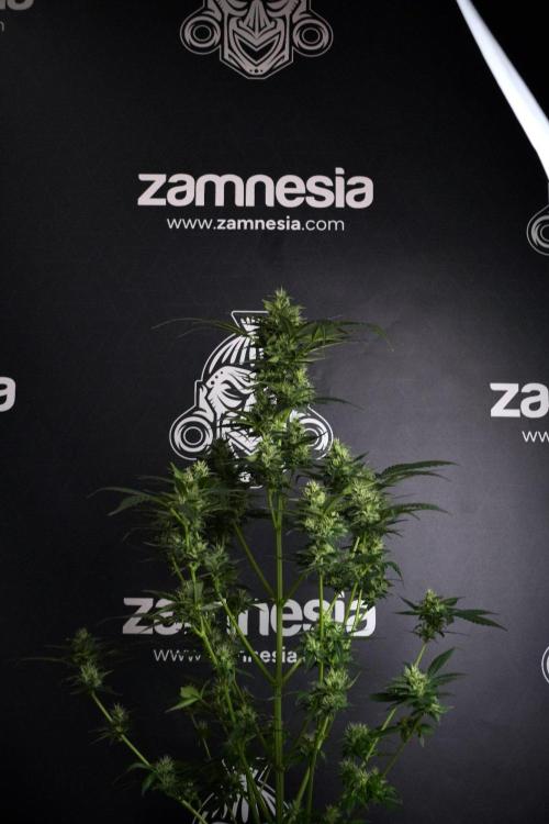 Pheno B Frosted Guava Auto By Zamnesia. Week 8 - Pheno B Frosted Guava Auto
