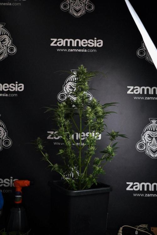 Pheno B Frosted Guava Auto By Zamnesia. Week 8 - Pheno B Frosted Guava Auto