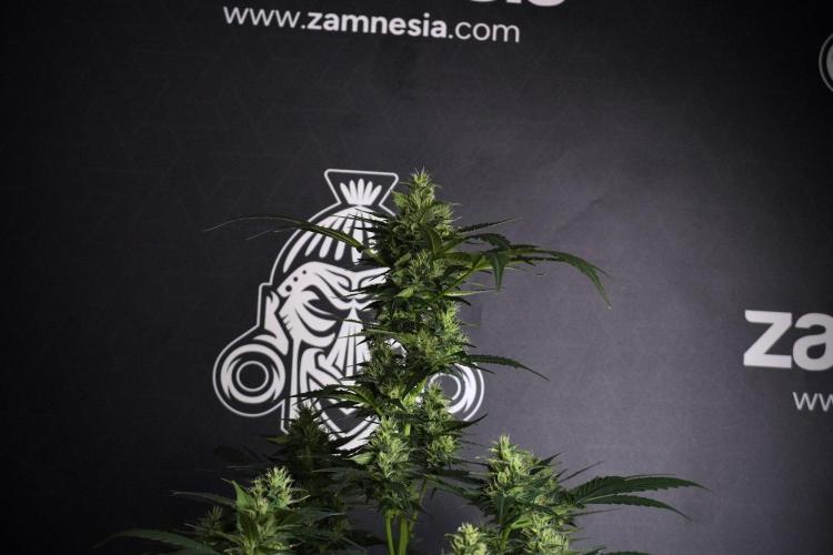 Pheno B Frosted Guava Auto By Zamnesia. Week 8 - Pheno B Frosted Guava Auto