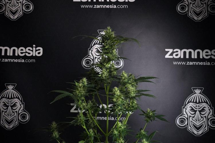 Pheno B Frosted Guava Auto By Zamnesia. Week 8 - Pheno B Frosted Guava Auto