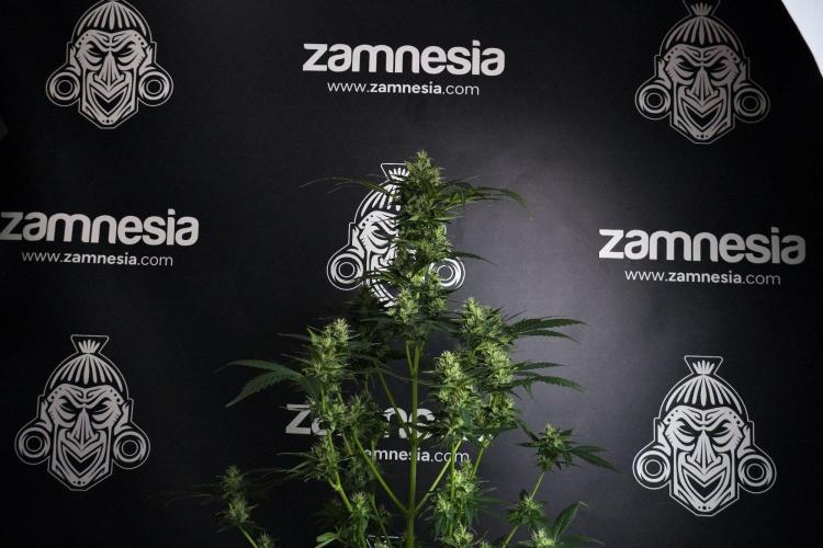 Pheno B Frosted Guava Auto By Zamnesia. Week 8 - Pheno B Frosted Guava Auto