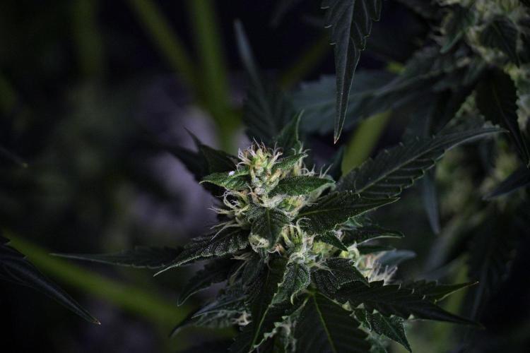 Pheno B Frosted Guava Auto By Zamnesia. Week 8 - Pheno B Frosted Guava Auto