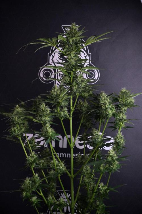 Pheno B Frosted Guava Auto By Zamnesia. Week 8 - Pheno B Frosted Guava Auto