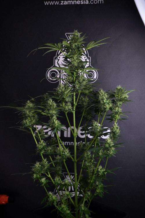 Pheno B Frosted Guava Auto By Zamnesia. Week 8 - Pheno B Frosted Guava Auto
