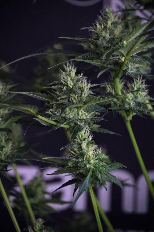 Pheno B Frosted Guava Auto By Zamnesia. Week 8 - Pheno B Frosted Guava Auto
