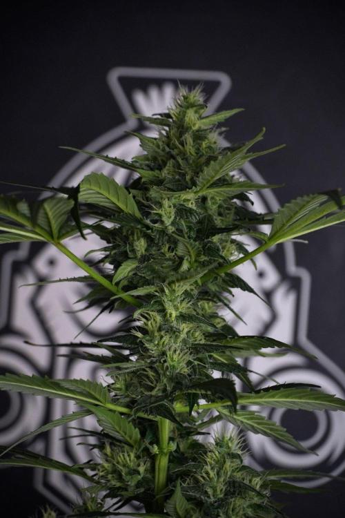 Pheno B Frosted Guava Auto By Zamnesia. Week 8 - Pheno B Frosted Guava Auto