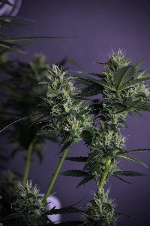 Pheno B Frosted Guava Auto By Zamnesia. Week 8 - Pheno B Frosted Guava Auto