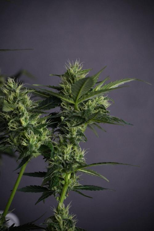 Pheno B Frosted Guava Auto By Zamnesia. Week 8 - Pheno B Frosted Guava Auto