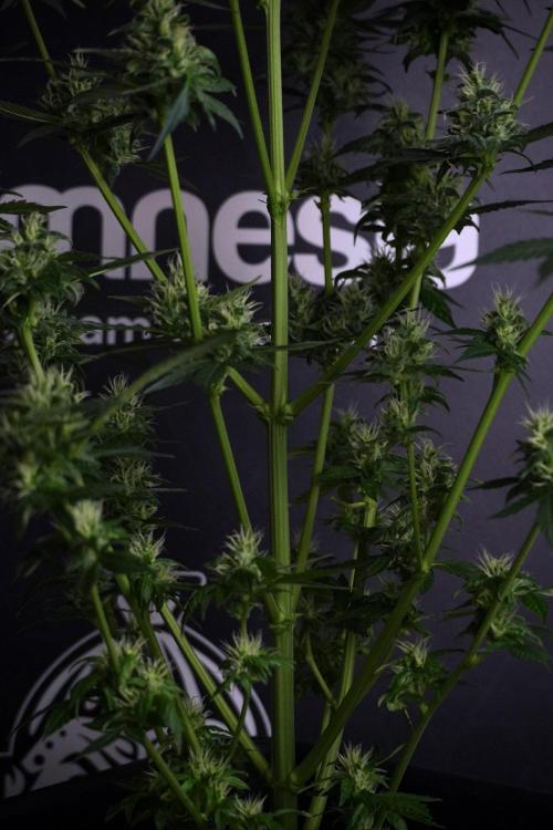 Pheno B Frosted Guava Auto By Zamnesia. Week 8 - Pheno B Frosted Guava Auto