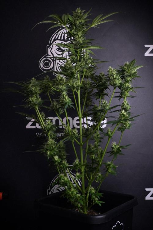 Pheno B Frosted Guava Auto By Zamnesia. Week 8 - Pheno B Frosted Guava Auto