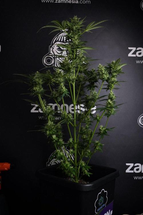 Pheno B Frosted Guava Auto By Zamnesia. Week 8 - Pheno B Frosted Guava Auto