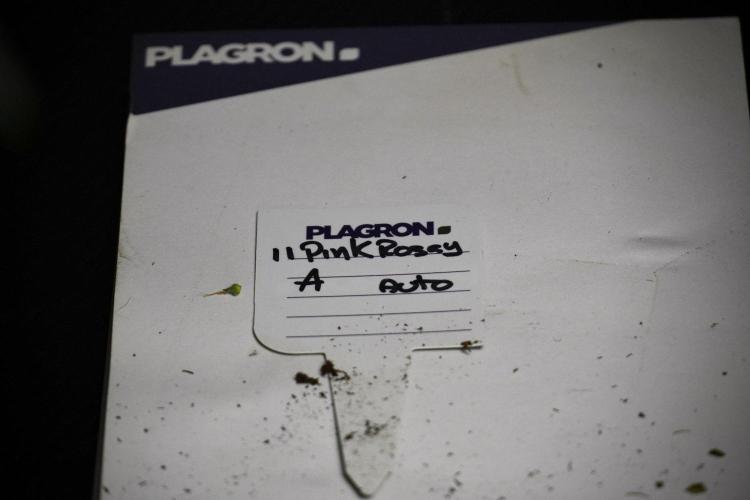 Pink Rosay Auto By Zamnesia Pheno A. Week 8 - Pink Rosay Auto Pheno A