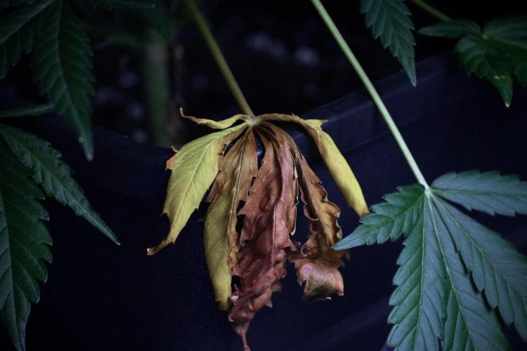 Pink Rosay Auto By Zamnesia Pheno A. Week 8 - Pink Rosay Auto Pheno A