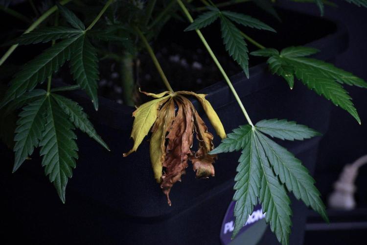 Pink Rosay Auto By Zamnesia Pheno A. Week 8 - Pink Rosay Auto Pheno A