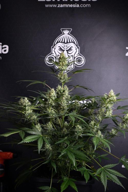 Pink Rosay Auto By Zamnesia Pheno A. Week 8 - Pink Rosay Auto Pheno A