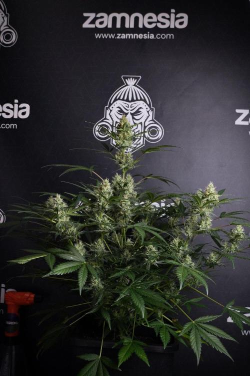 Pink Rosay Auto By Zamnesia Pheno A. Week 8 - Pink Rosay Auto Pheno A