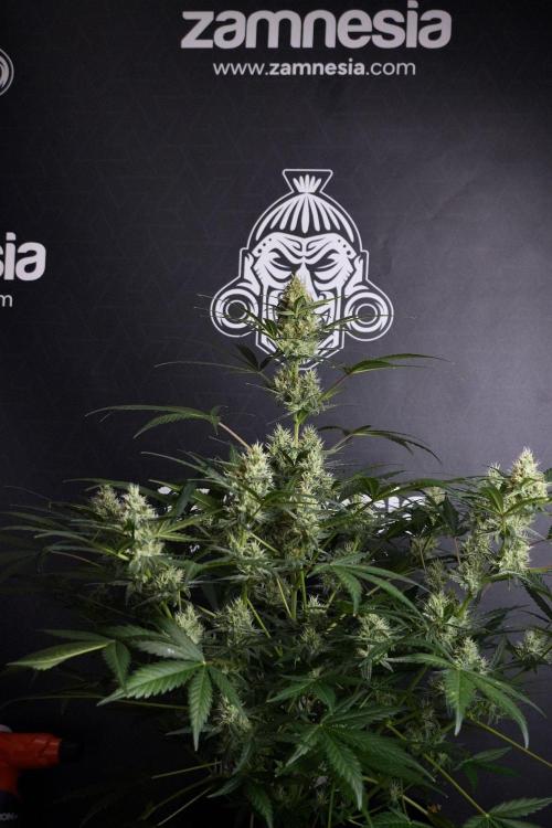 Pink Rosay Auto By Zamnesia Pheno A. Week 8 - Pink Rosay Auto Pheno A