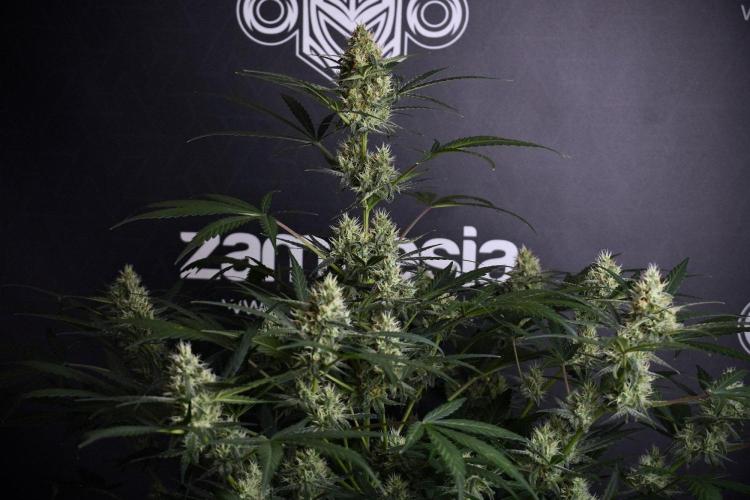 Pink Rosay Auto By Zamnesia Pheno A. Week 8 - Pink Rosay Auto Pheno A
