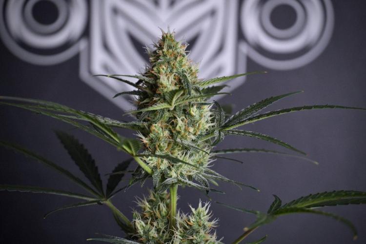 Pink Rosay Auto By Zamnesia Pheno A. Week 8 - Pink Rosay Auto Pheno A