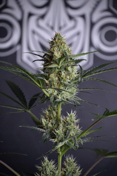 Pink Rosay Auto By Zamnesia Pheno A. Week 8 - Pink Rosay Auto Pheno A