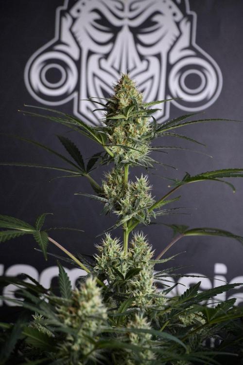 Pink Rosay Auto By Zamnesia Pheno A. Week 8 - Pink Rosay Auto Pheno A