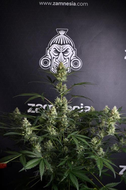Pink Rosay Auto By Zamnesia Pheno A. Week 8 - Pink Rosay Auto Pheno A