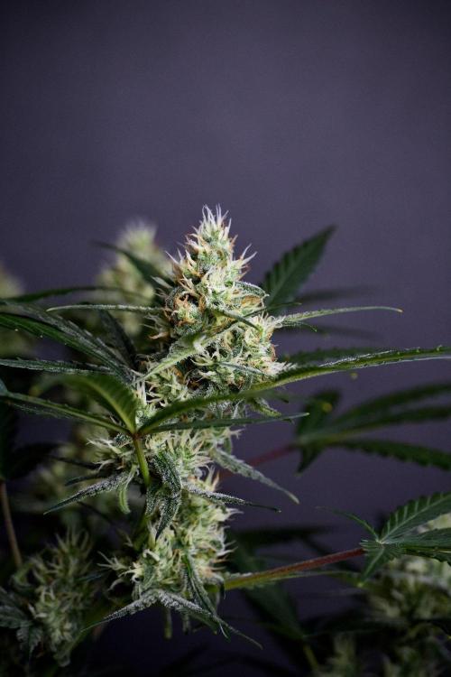 Pink Rosay Auto By Zamnesia Pheno A. Week 8 - Pink Rosay Auto Pheno A