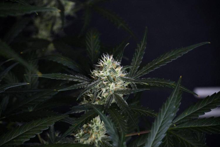 Pink Rosay Auto By Zamnesia Pheno A. Week 8 - Pink Rosay Auto Pheno A