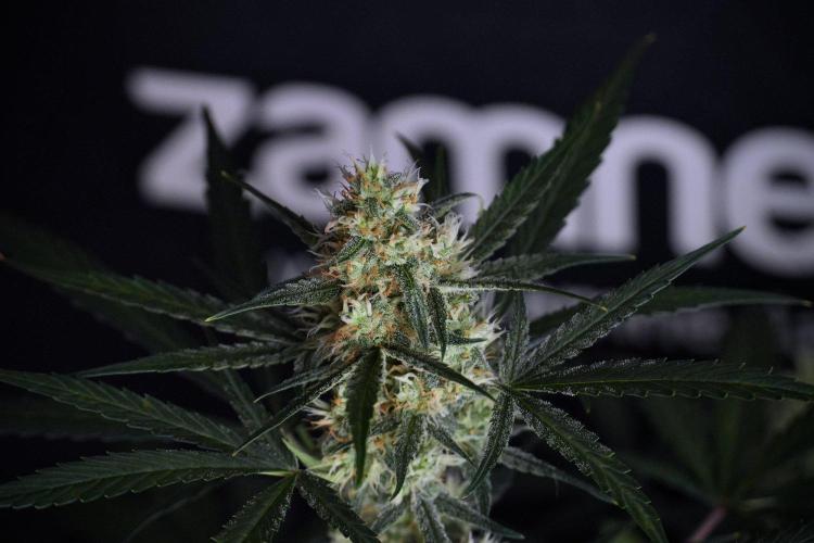 Pink Rosay Auto By Zamnesia Pheno A. Week 8 - Pink Rosay Auto Pheno A