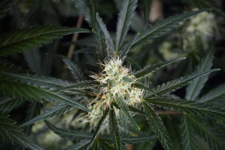Pink Rosay Auto By Zamnesia Pheno A. Week 8 - Pink Rosay Auto Pheno A