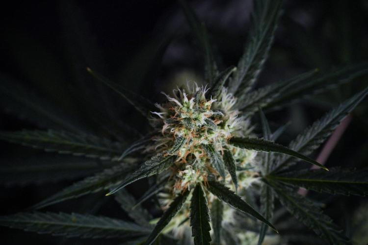 Pink Rosay Auto By Zamnesia Pheno A. Week 8 - Pink Rosay Auto Pheno A