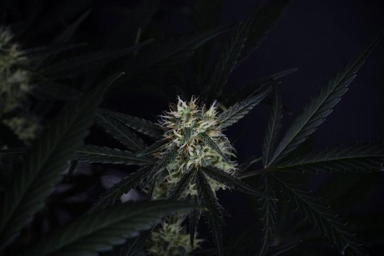 Pink Rosay Auto By Zamnesia Pheno A. Week 8 - Pink Rosay Auto Pheno A