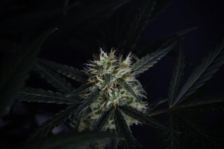 Pink Rosay Auto By Zamnesia Pheno A. Week 8 - Pink Rosay Auto Pheno A