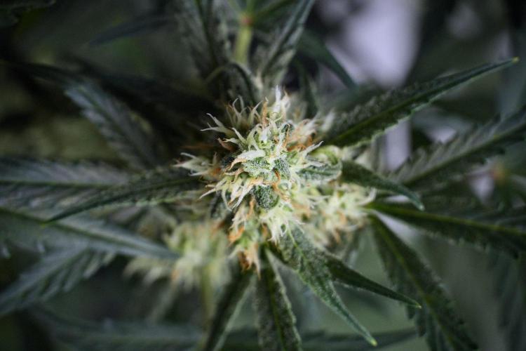 Pink Rosay Auto By Zamnesia Pheno A. Week 8 - Pink Rosay Auto Pheno A