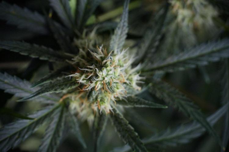 Pink Rosay Auto By Zamnesia Pheno A. Week 8 - Pink Rosay Auto Pheno A