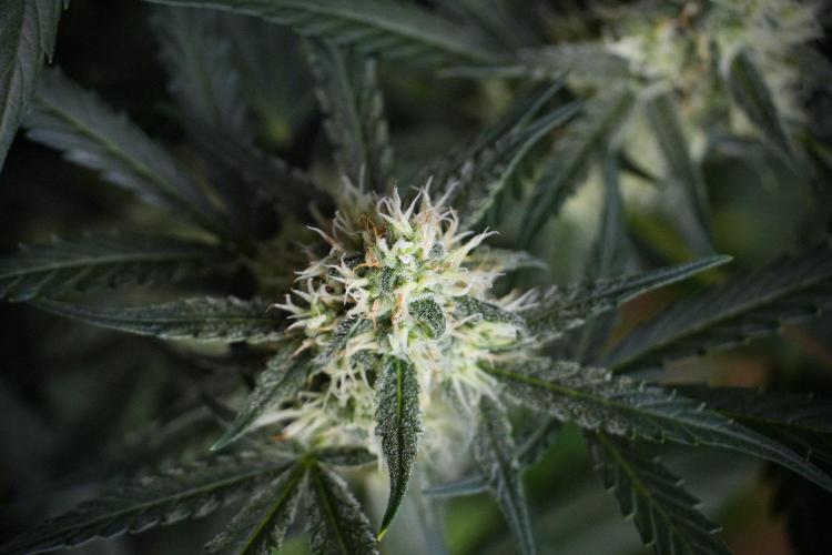 Pink Rosay Auto By Zamnesia Pheno A. Week 8 - Pink Rosay Auto Pheno A
