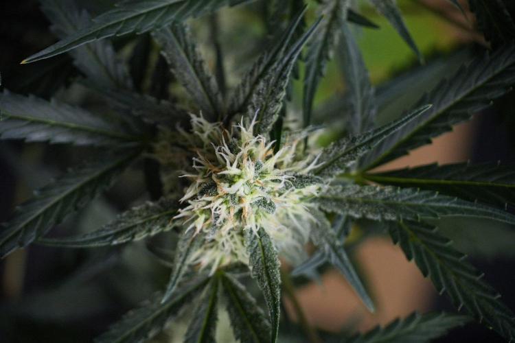 Pink Rosay Auto By Zamnesia Pheno A. Week 8 - Pink Rosay Auto Pheno A