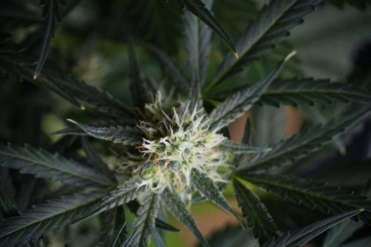 Pink Rosay Auto By Zamnesia Pheno A. Week 8 - Pink Rosay Auto Pheno A