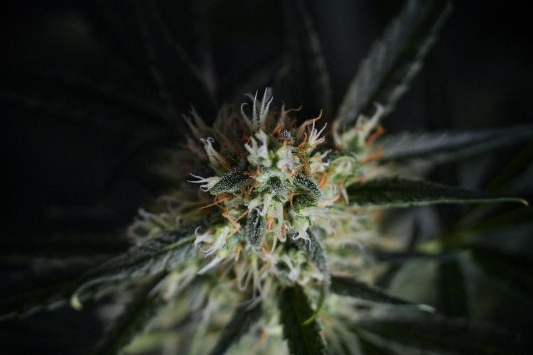 Pink Rosay Auto By Zamnesia Pheno A. Week 8 - Pink Rosay Auto Pheno A