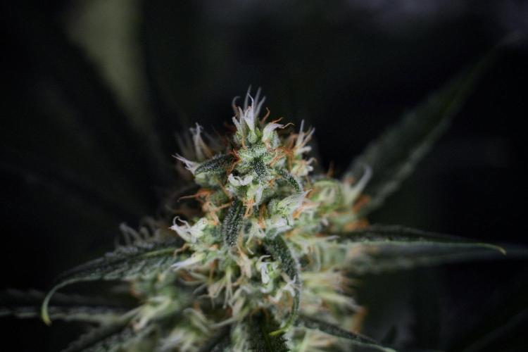 Pink Rosay Auto By Zamnesia Pheno A. Week 8 - Pink Rosay Auto Pheno A