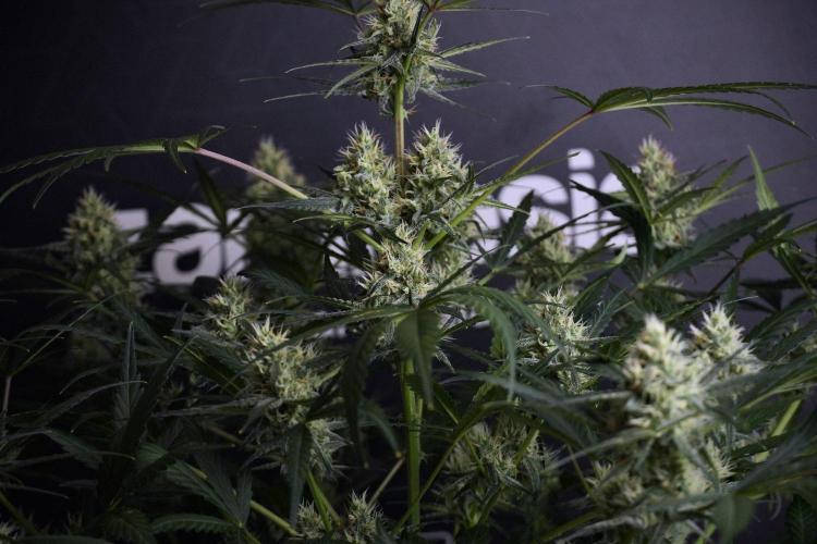 Pink Rosay Auto By Zamnesia Pheno A. Week 8 - Pink Rosay Auto Pheno A