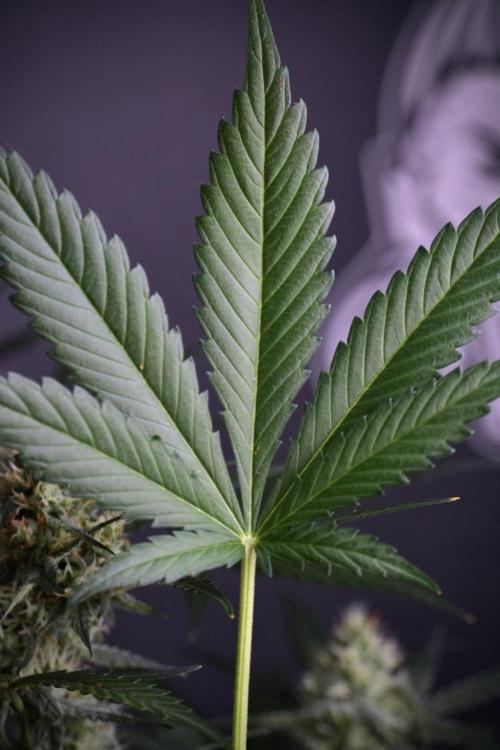 Pink Rosay Auto By Zamnesia Pheno A. Week 8 - Pink Rosay Auto Pheno A